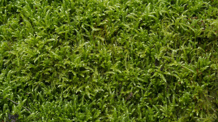 a green moss grass texture