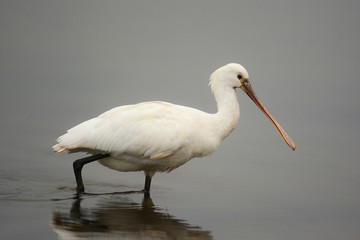 Spatola (Platalea leucorodia) giovane nello stagno
