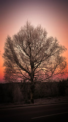 Fototapeta na wymiar Baum an der Schwarzwaldhochstraße beim Sonnenaufgang