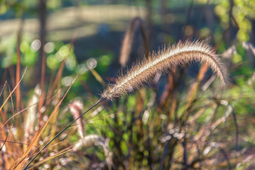 Grass flower beside the field in sunset.  Filter effect style