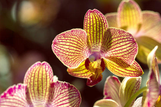 Labellum Color รูปภาพLabellum – เลือกดูภาพถ่ายสต็อก เวกเตอร์ และวิดีโอ1,290 | Adobe Stock