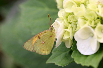 Papillon sur hortensia