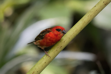 Foudi de Madagascar