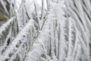 frozen grass