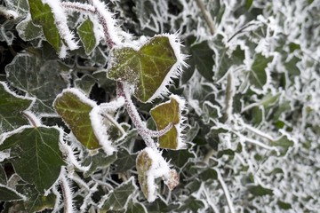 Hedera with snow