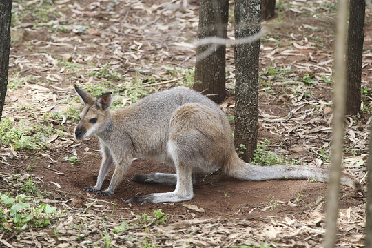 Kangaroo