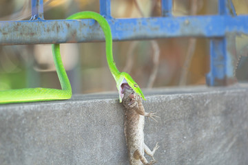 Oriental whipsnake