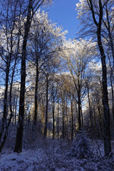 winter forest landscape and blue sly