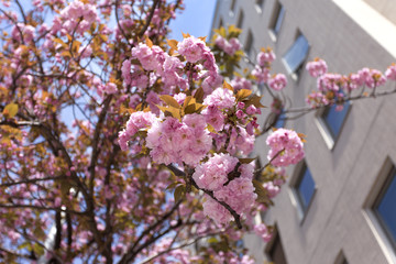 関内桜通りの八重桜