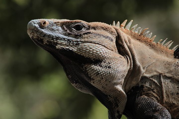 Iguana
