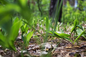 Wild lilies in the forest.