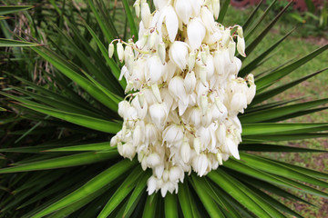 yucca
