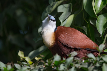 Jacana à poitrine dorée