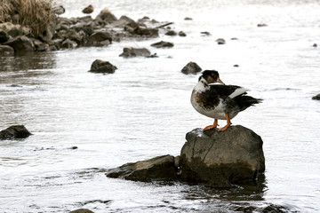 Ganso posado en una roca de rio