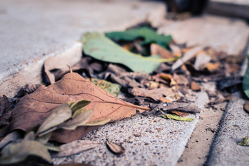Dead leaves on concrete