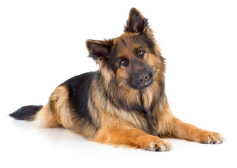 German shepherd long-haired dog portrait studio isolated