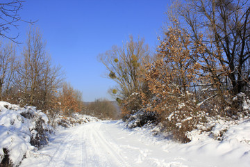 country road in snow with tractor tracks