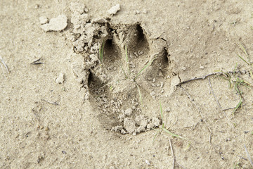 Land footprint dog