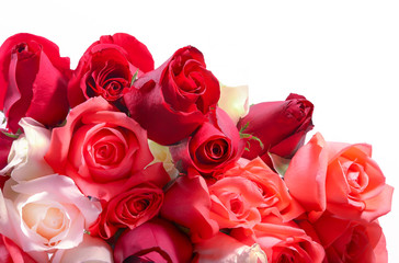 bouquet of roses on white screen