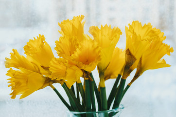 Yellow jonquils