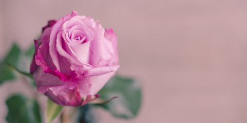 Einzelne Rose, pink, Panorama, beschreibbar