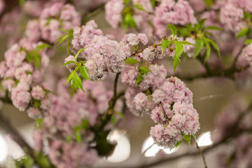 tree with pink blossoms