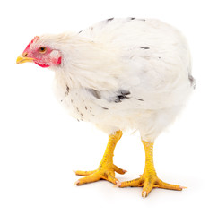 white hen isolated.