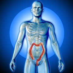 3D render of a medical image of a male figure with colon highlig