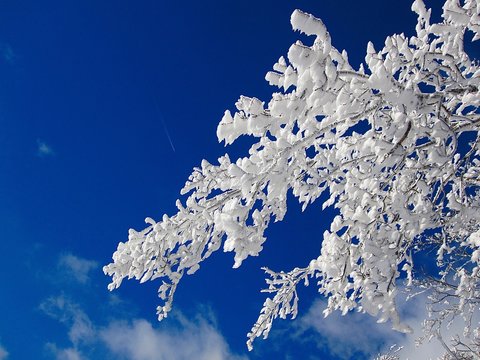 Eiskristallen-Zweig!