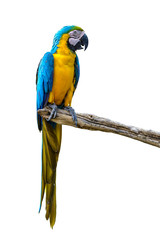 Blue and yellow macaw, colorful bird isolated on branch with white background.