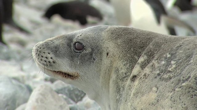 Close up shot of a seal face