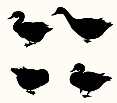 Duck Silhouette Set - vector