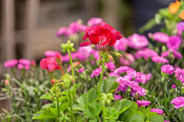 Obraz premium beautiful flowers