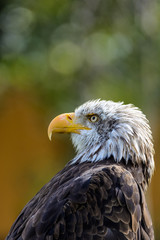 Bald eagle 1