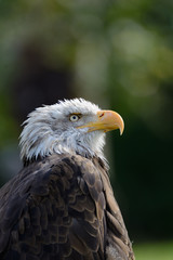Bald eagle 3