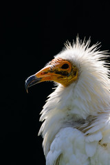 Egyptian vulture 4