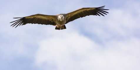  Griffon vulture 1