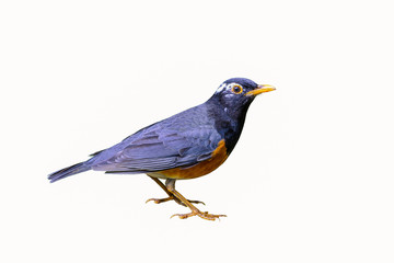 Black-breasted Thrush(Turdus dissimilis), beautiful bird isolated standing on white background.