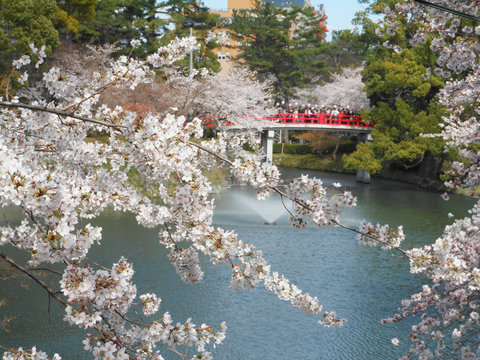 Cherry blossom in Okazaki, Aichi