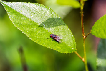 Insect fly on on green leaf