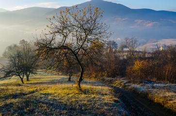autumn landscape, a tree without leaves, iny on the green grass,
