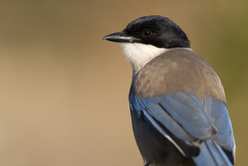 Adult Azure-winged magpie. Cyanopica cyanus