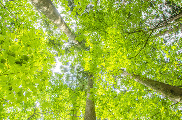 Fototapeta premium bright green image.
