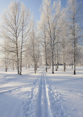 Fototapeta premium Winter landscape with snow covered trees .