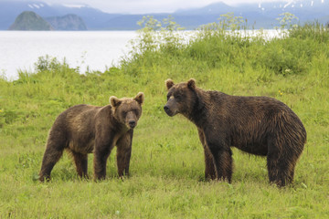 Two brown bears standing on the shore of Kurile lake. South Kamchatka Sanctuary, Russia