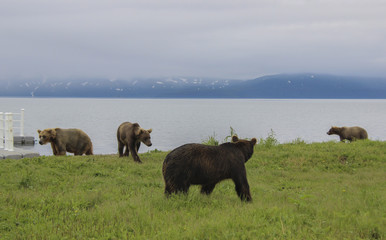 Four brown bears on the shore of Kurile lake. South Kamchatka Sanctuary, Russia