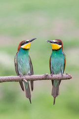 European bee-eater couple (Merops apiaster), Italy