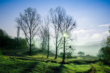 Autumn landscape, tree in backlight of the sun, the road leading