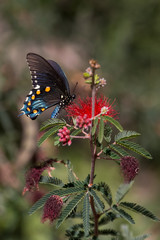Fototapeta premium Swallowtail Butterfly on Flower in Spring