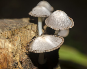wood fungus © zulpian